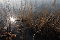 Avigliana Lago Grande In Inverno_069